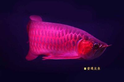 高端紅龍魚品牌排行榜前十名有哪些，