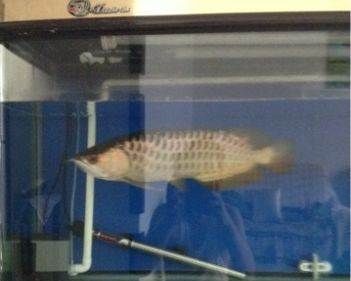 石家莊龍魚祥龍魚場電話號碼（石家莊龍魚祥龍魚場）