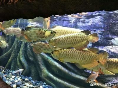 龍魚魚缸開燈最佳時間：龍魚魚缸開燈最佳時間是每天8-10小時
