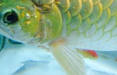 金龍魚(yú)常見(jiàn)病圖片