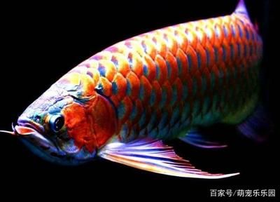 養龍魚技巧：養龍魚的注意事項