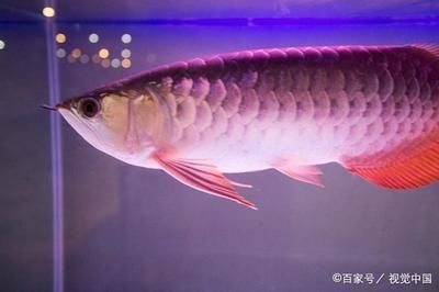 養龍魚技巧：養龍魚的注意事項
