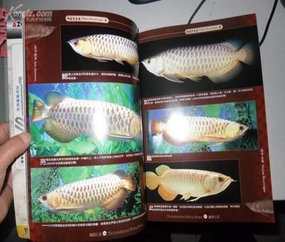 龍魚 額頭磕破：紅龍、黃金額龍、班加紅龍、班加紅龍、班加紅龍、班加紅龍的區別