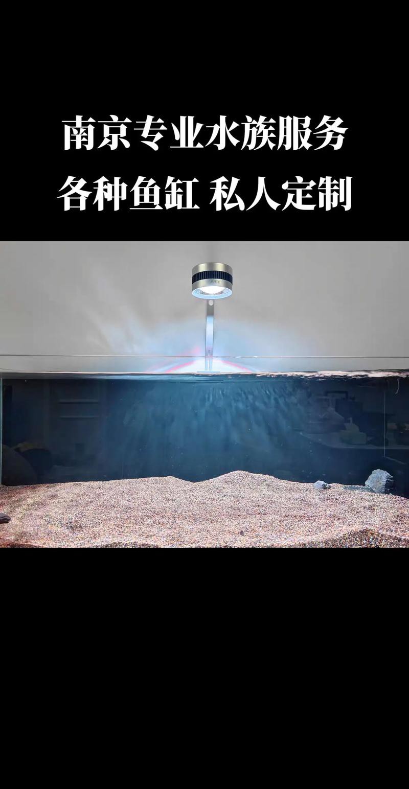 南京龍魚寄養公司