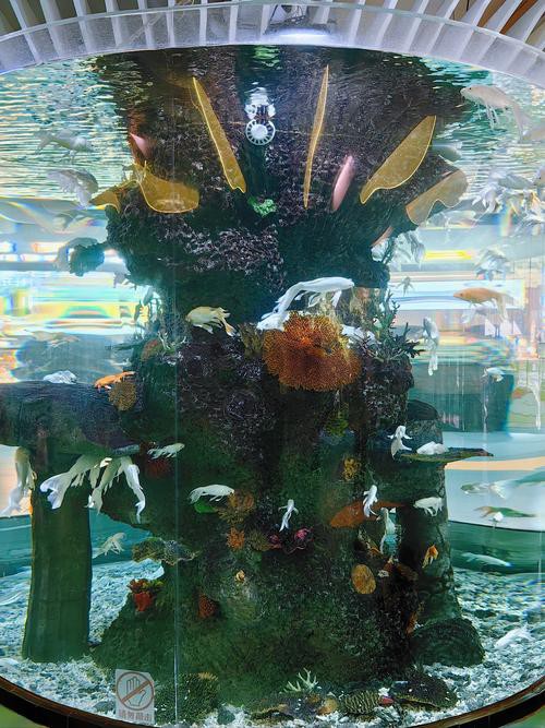 南京龍魚寄養公司