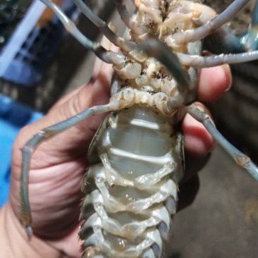 淡水小青龍和海水小青龍的價格差異大嗎？