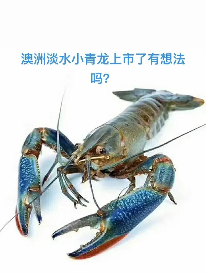 淡水小青龍和海水小青龍的價格差異大嗎？