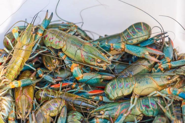 淡水小青龍和海水小青龍的價格差異大嗎？