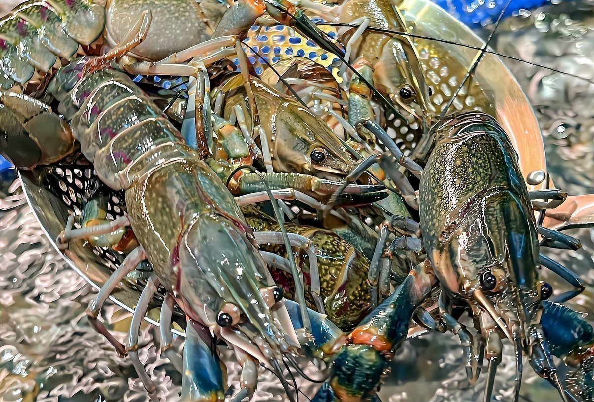 淡水小青龍和海水小青龍的價格差異大嗎？