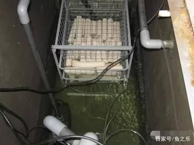 養龍魚需要什么設備好：養龍魚需要考慮的因素較多，