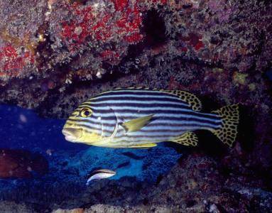 給紅龍魚起名字怎么起