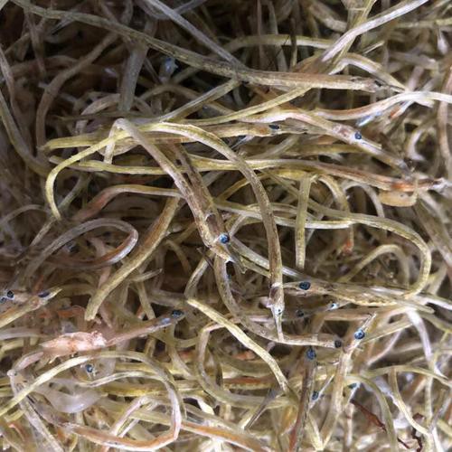 海龍魚的照片真實