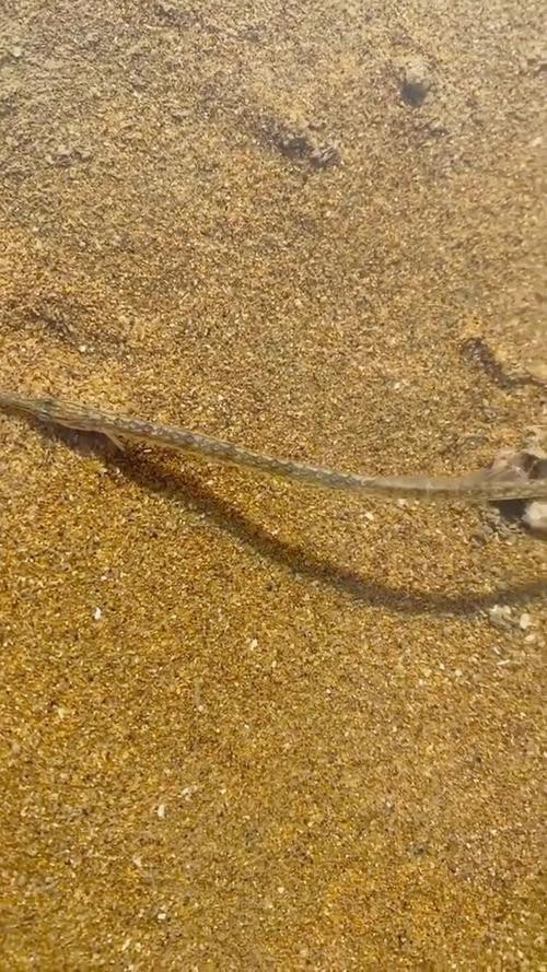 海龍魚的照片真實