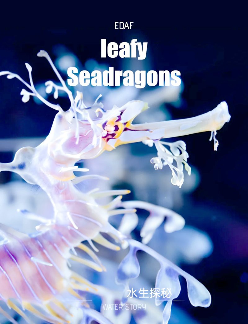 海龍魚的照片真實