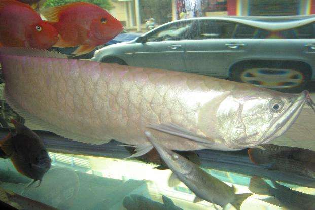 家里養(yǎng)的龍魚死了（家里養(yǎng)的龍魚死亡可能涉及到多種原因包括環(huán)境因素及疾病問題）