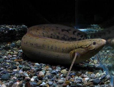 龍魚好多天不吃東西：龍魚長時間不吃東西怎么辦