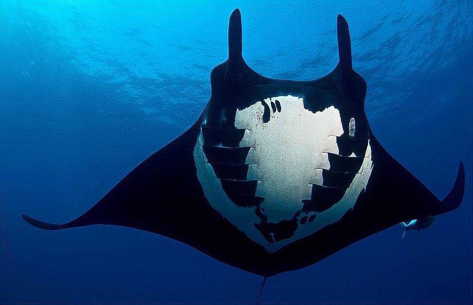 魔鬼魚十大忌諱