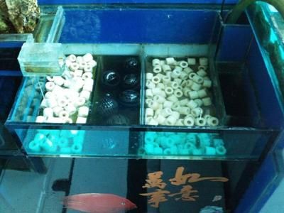 滴流盒能養龍魚么：滴流盒可以養龍魚么