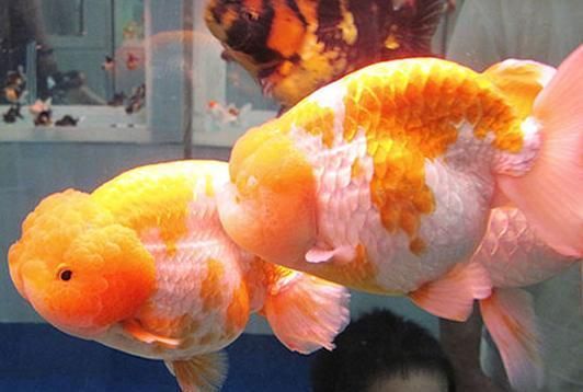 魚缸清潔工的作用，如何挑選適合的魚缸清潔工