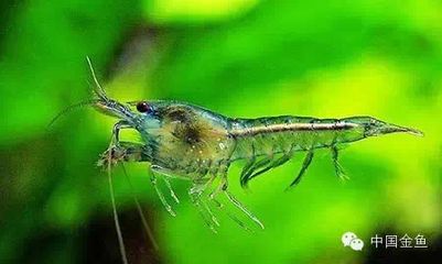 魚缸清潔工的作用，如何挑選適合的魚缸清潔工