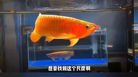 紅龍魚的最佳光照條件是什么？