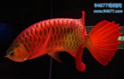 最貴的紅龍魚多少錢一條（最貴的紅龍魚價格可以有多高？）