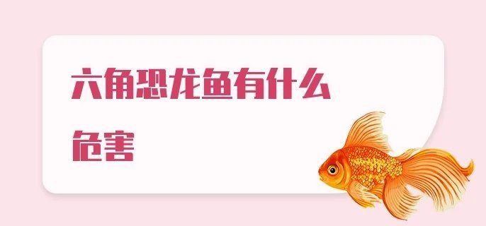 六角龍魚的毒性有多強