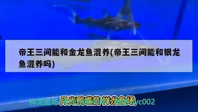 帝王三間能和金龍魚混養（帝王三間與金龍魚混養的可能性并不高）