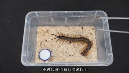 蜈蚣喂龍魚要注意什么事項：蜈蚣喂龍魚的注意事項