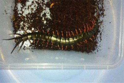 蜈蚣喂龍魚要注意什么事項：蜈蚣喂龍魚的注意事項