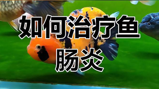 龍魚腸炎有哪些癥狀？