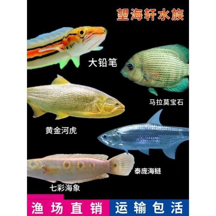 馬拉莫魚價格表一覽表