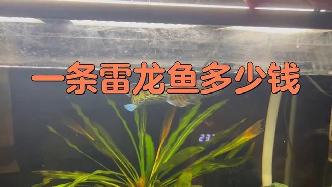 七彩雷龍魚的價格是多少