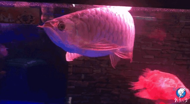 紅龍魚在東南亞的特殊地位：東南亞紅龍魚在東南亞地區的特殊地位體現在其深厚的文化象征意義