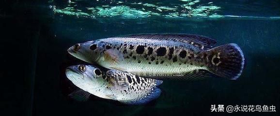 龍魚虎魚魟魚混養水溫：混養龍魚、虎魚和魟魚時水溫的控制是一個重要因素