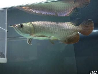 金龍魚(yú)魚(yú)類(lèi)好吃嗎：金龍魚(yú)煮熟了可以吃但味道一般，不鮮嫩，吃起來(lái)像鯰魚(yú)一樣