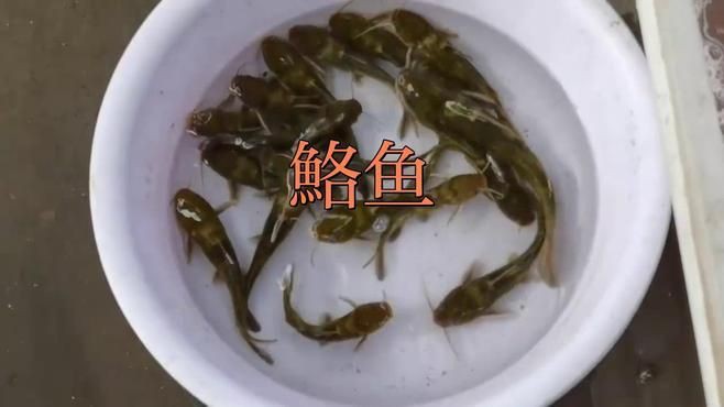 鮥魚的簡介 龍魚百科 第2張 鮥魚的簡介 鮥魚的簡介 龍魚百科 第2張