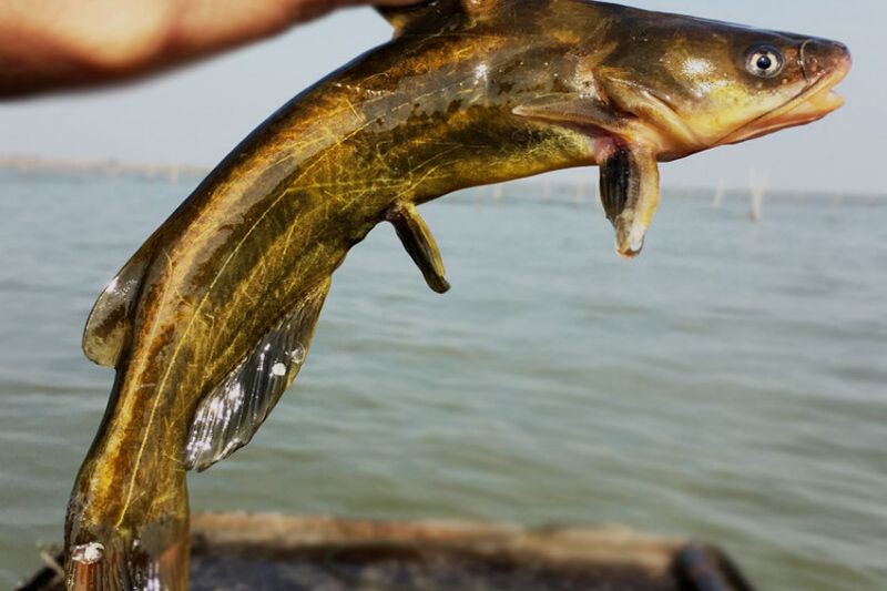 鮥魚的簡介 龍魚百科 第3張 鮥魚的簡介 鮥魚的簡介 龍魚百科 第3張