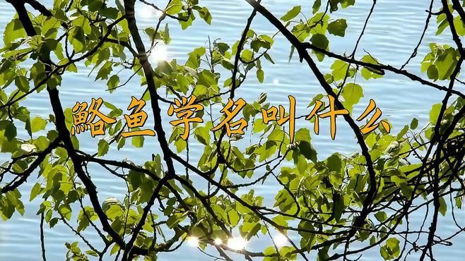 鮥魚的簡介 龍魚百科 第1張 鮥魚的簡介 鮥魚的簡介 龍魚百科 第1張