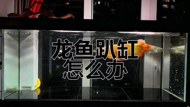 金龍魚為什么總趴缸底