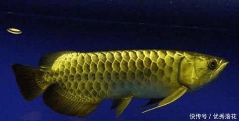 金龍魚寵物魚怎么養(yǎng)：如何飼養(yǎng)金龍魚？