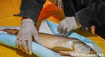 金龍魚寵物魚怎么養(yǎng)：如何飼養(yǎng)金龍魚？