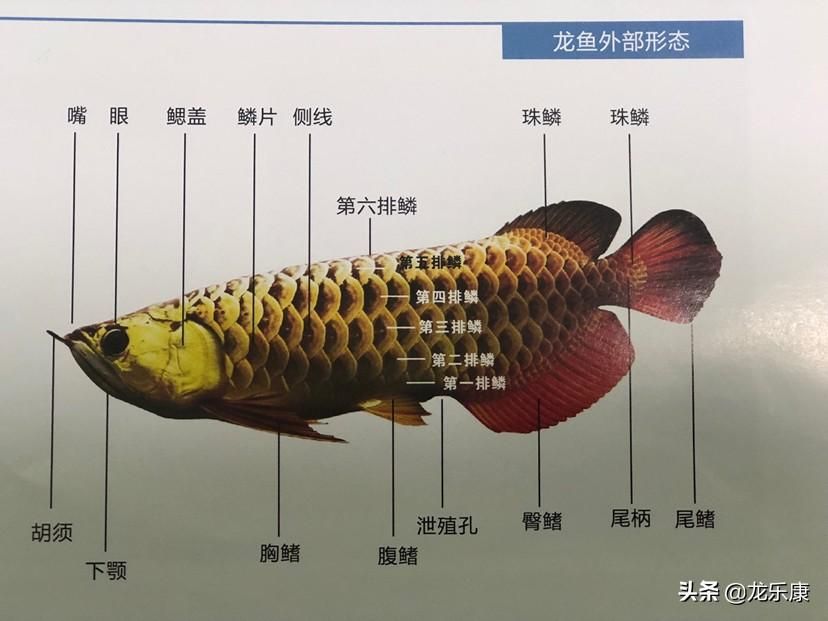 龍魚常見品種飼養與現狀分析圖（龍魚常見品種、飼養方法和現狀分析龍魚養殖水質管理技巧）