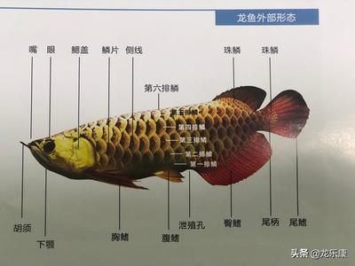 龍魚常見品種飼養與現狀分析圖（龍魚常見品種、飼養方法和現狀分析龍魚養殖水質管理技巧）