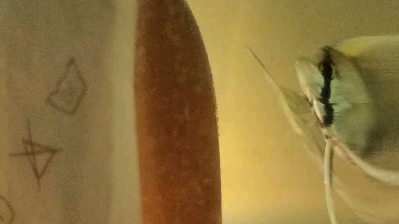 養龍魚應該用什么濾材最好養：養龍魚應該用什么濾材