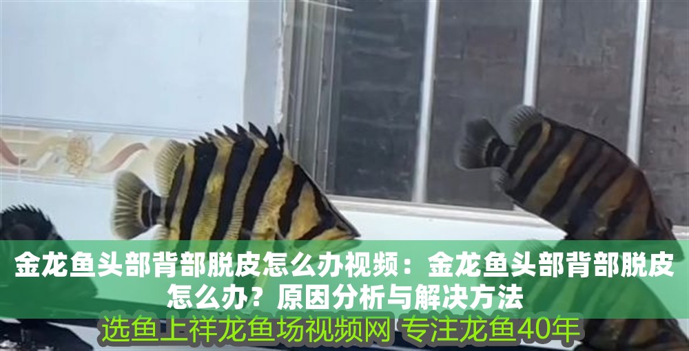 金龍魚頭部背部脫皮怎么辦視頻:金龍魚頭部背部脫皮怎么辦?原因分析與解決方法 龍魚百科 第1張 金龍魚頭部背部脫皮怎么辦視頻:金龍魚頭部背部脫皮怎么辦?原因分析與解決方法 金龍魚頭部背部脫皮怎么辦視頻:金龍魚頭部背部脫皮怎么辦?原因分析與解決方法 龍魚百科 第1張