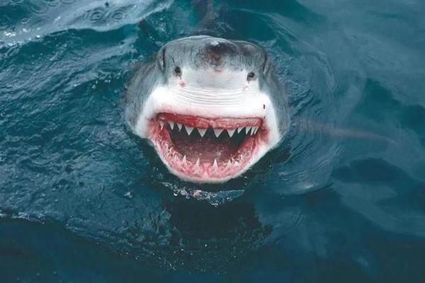 金龍魚頭部背部脫皮怎么辦視頻:金龍魚頭部背部脫皮怎么辦?原因分析與解決方法 龍魚百科 第3張 金龍魚頭部背部脫皮怎么辦視頻:金龍魚頭部背部脫皮怎么辦?原因分析與解決方法 金龍魚頭部背部脫皮怎么辦視頻:金龍魚頭部背部脫皮怎么辦?原因分析與解決方法 龍魚百科 第3張