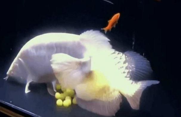 金龍魚吃啥長得快又好養：金龍魚吃什么長得快