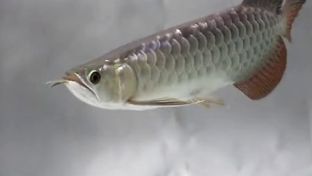 金龍魚吃啥長得快又好養：金龍魚吃什么長得快