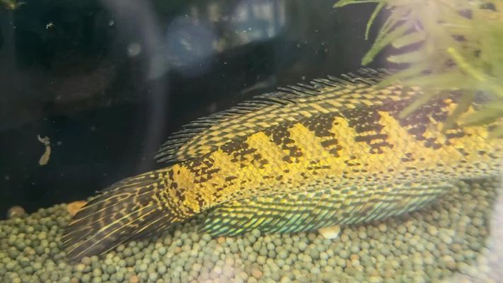 黃金眼鏡蛇雷龍魚怎么養(yǎng)長(zhǎng)帆（黃金眼鏡蛇雷龍魚的飼養(yǎng)方法）